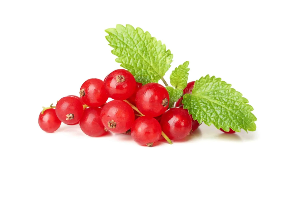 Cranberry
